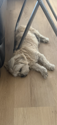 Reunited Male Dog last seen McKee/Alum Rock, San Jose, CA 95116