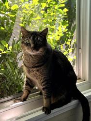 Reunited Male Cat last seen Northland Avenue, San Ramon, CA 94583