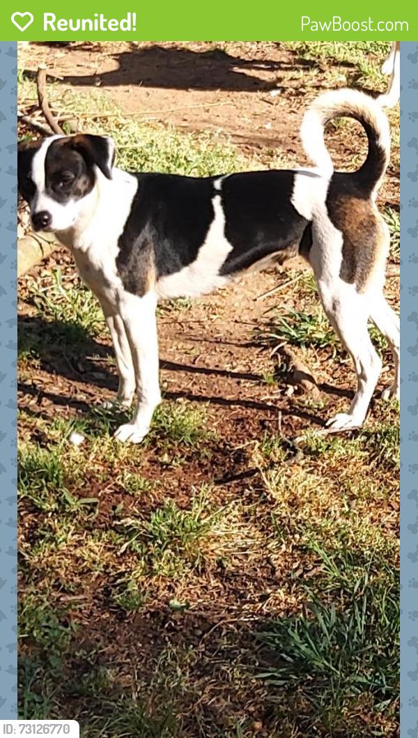 Reunited Female Dog last seen Wren school rd and hwy 81, Easley, SC 29641