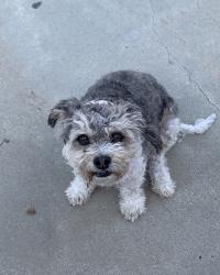 Reunited Female Dog last seen Via Norte, Montebello, CA 90640