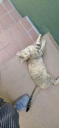 Reunited Female Cat last seen St. Louis ave and 10th street, Long Beach, CA 90804