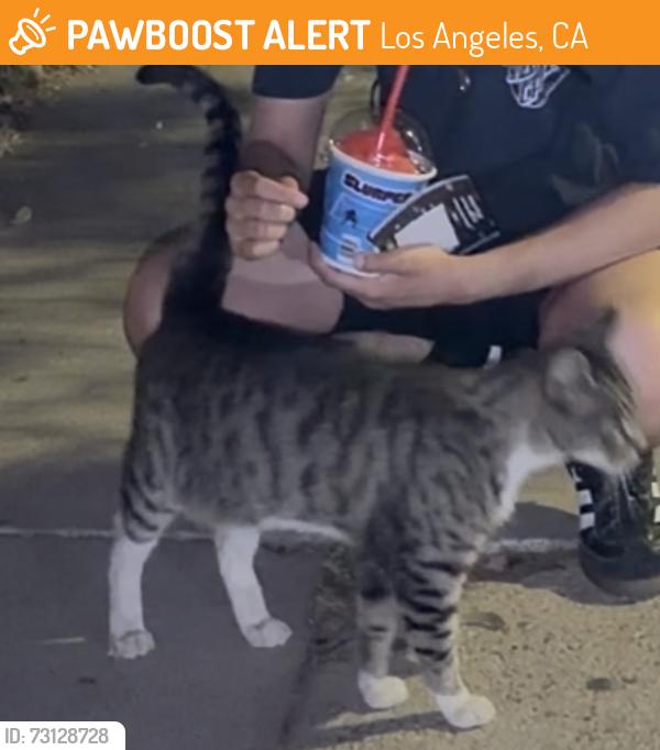 Found/Stray Unknown Cat last seen Exactly at the 921 N Ave 54 hse/apmt fence. Walked the ENTIRE block with me. :(, Los Angeles, CA 90042