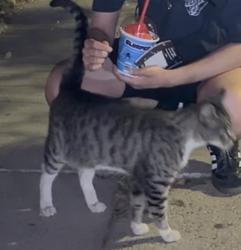 Found/Stray Unknown Cat last seen Exactly at the 921 N Ave 54 hse/apmt fence. Walked the ENTIRE block with me. :(, Los Angeles, CA 90042