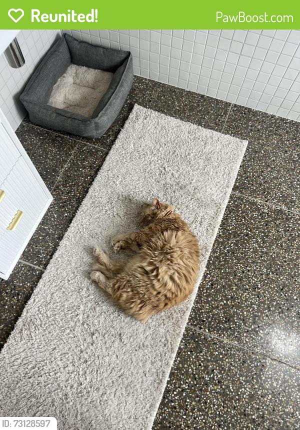 Reunited Male Cat last seen 45th and G st, Tacoma, WA 98418
