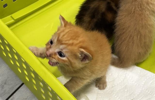 Shelter Stray Female Cat last seen CHARLOTTE, 8315 Byrum Dr, Charlotte, NC 28217, USA
