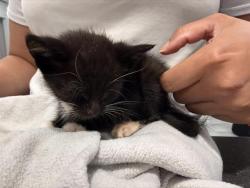 Shelter Stray Male Cat last seen CHARLOTTE, 8315 Byrum Dr, Charlotte, NC 28217, USA