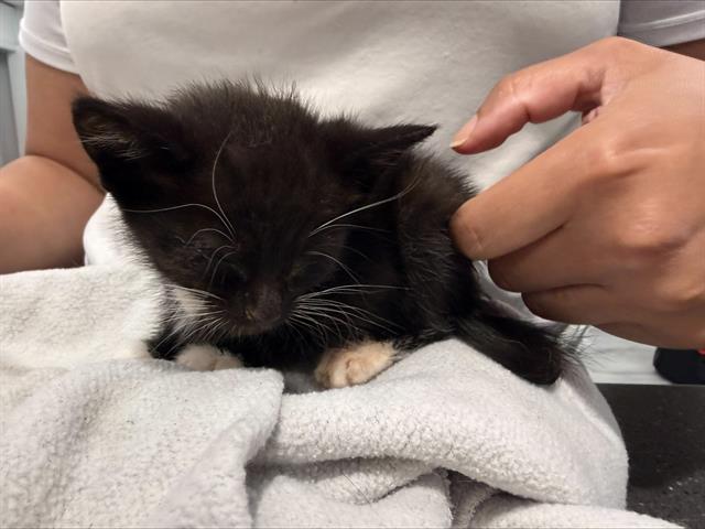 Shelter Stray Male Cat last seen CHARLOTTE, 8315 Byrum Dr, Charlotte, NC 28217, USA