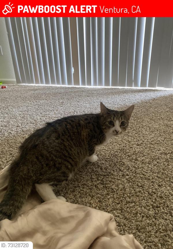 Lost Female Cat last seen Alyssum ln, Ventura, CA 93004