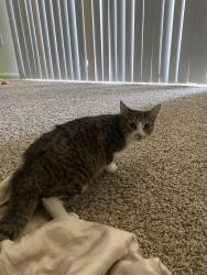 Lost Female Cat last seen Alyssum ln, Ventura, CA 93004