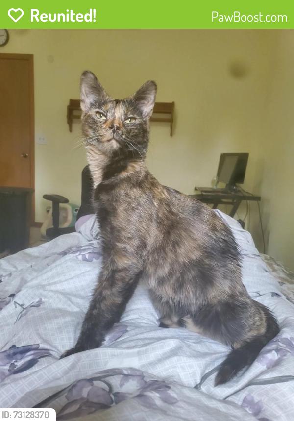 Reunited Female Cat last seen Merriman and 8 Mile (Base Line), Livonia, MI 48152