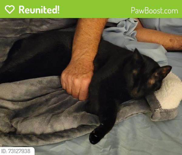 Reunited Female Cat last seen Near NE Roberts Ave, Gresham, OR 97030