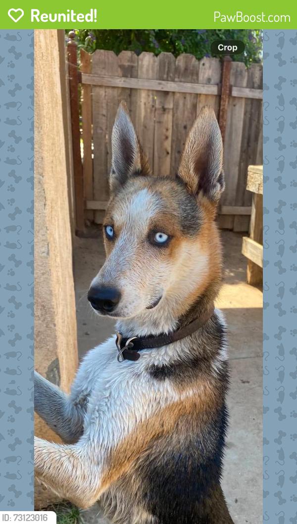 Reunited Male Dog last seen Near Super Burger, Reedley, CA 93654