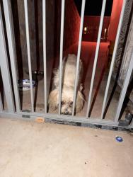 Reunited Female Dog last seen Arturo Vallejo and John Mcneely, El Paso, TX 79938