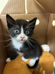 Shelter Stray Male Cat last seen WINEMA COMMON, 1950 Stevenson Blvd, Fremont, CA 94538, USA