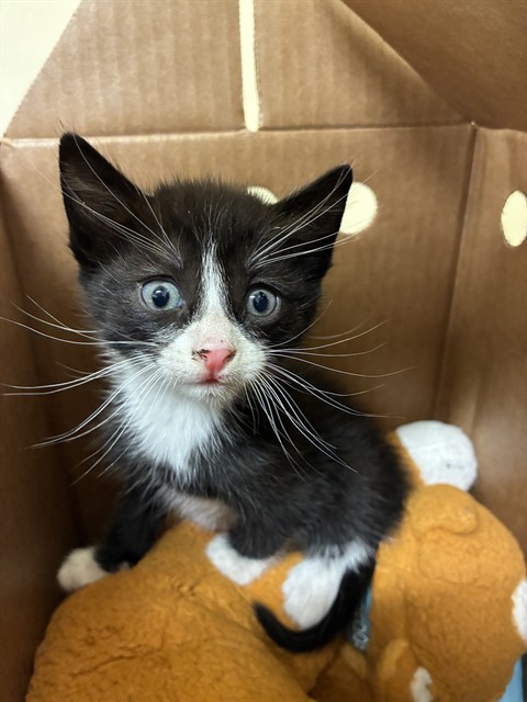 Shelter Stray Male Cat last seen WINEMA COMMON, 1950 Stevenson Blvd, Fremont, CA 94538, USA