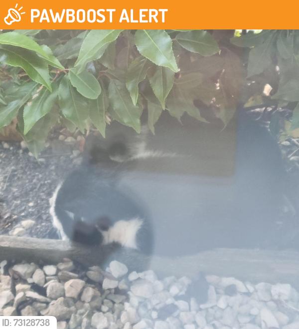Found/Stray Unknown Cat last seen Tesco, Thorn Road, Central Bedfordshire, England LU5