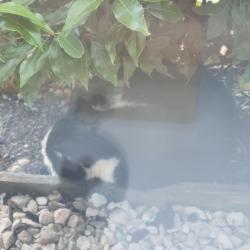 Found/Stray Unknown Cat last seen Tesco, Thorn Road, Central Bedfordshire, England LU5