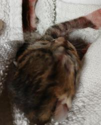 Shelter Stray Female Cat last seen Near BLOCK LIVINGSTON AVE, 2020 Forest St, Jacksonville, FL 32204, USA
