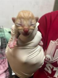 Shelter Stray Male Cat last seen Near BLOCK TOWNSEND RD LOT 30, 2020 Forest St, Jacksonville, FL 32204, USA
