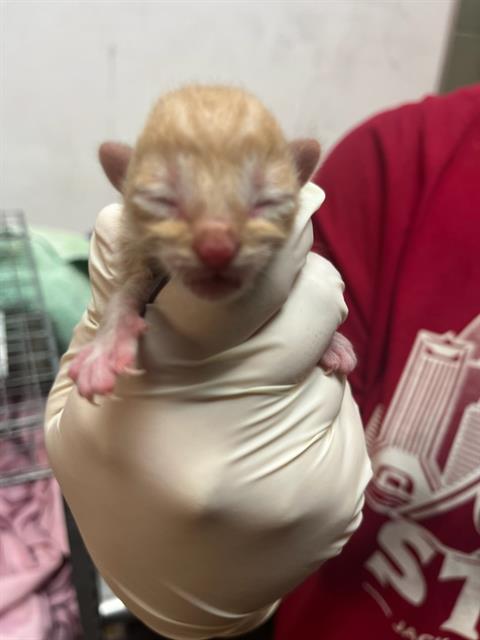 Shelter Stray Male Cat last seen Near BLOCK TOWNSEND RD LOT 30, 2020 Forest St, Jacksonville, FL 32204, USA
