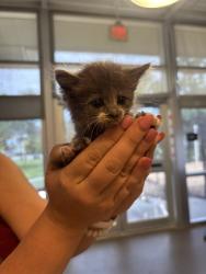 Shelter Stray Male Cat last seen LANE AVE, 2020 Forest St, Jacksonville, FL 32204, USA