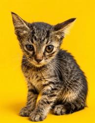 Shelter Stray Male Cat last seen , 2020 Forest St, Jacksonville, FL 32204, USA