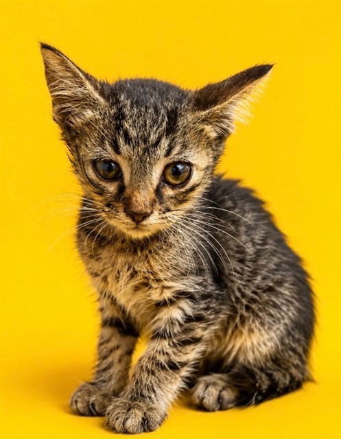 Shelter Stray Male Cat last seen , 2020 Forest St, Jacksonville, FL 32204, USA