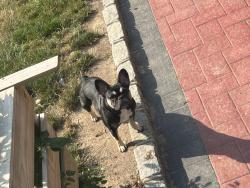 Reunited Female Dog last seen Park place, Copiague, NY 11726