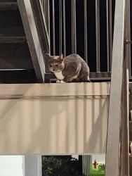 Found/Stray Female Cat last seen The tyde apmts, Panama City Beach, FL 32407