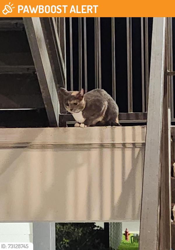 Found/Stray Female Cat last seen The tyde apmts, Panama City Beach, FL 32407