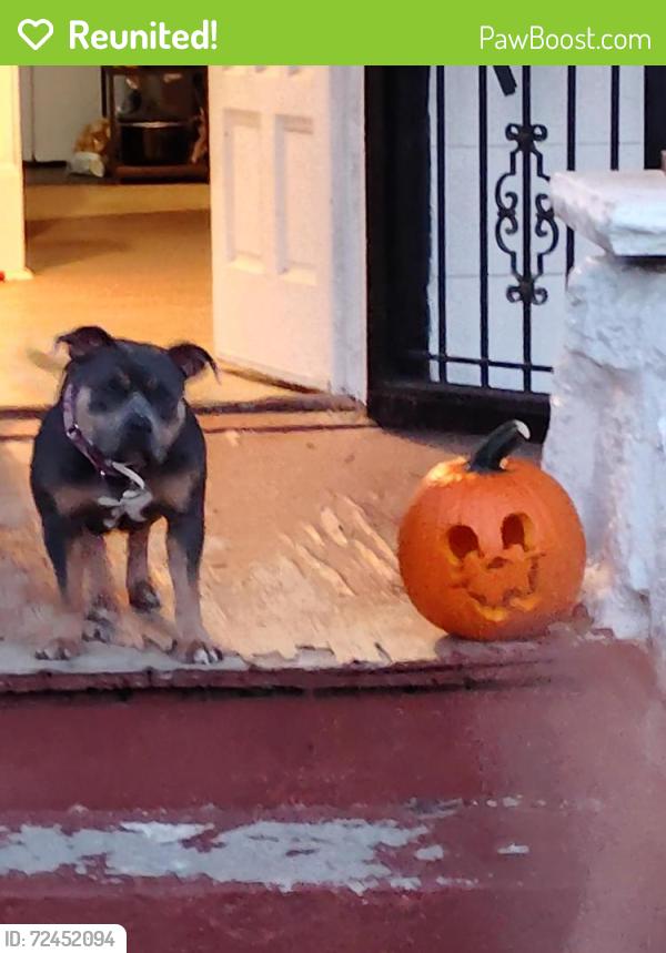 Reunited Female Dog last seen Holiday apt, Kansas City, MO 64105