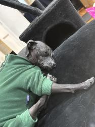 Reunited Male Dog last seen Verdugo and colorado, Glendale, CA 91205