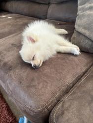 Reunited Female Dog last seen River point ct, De Pere, WI 54115