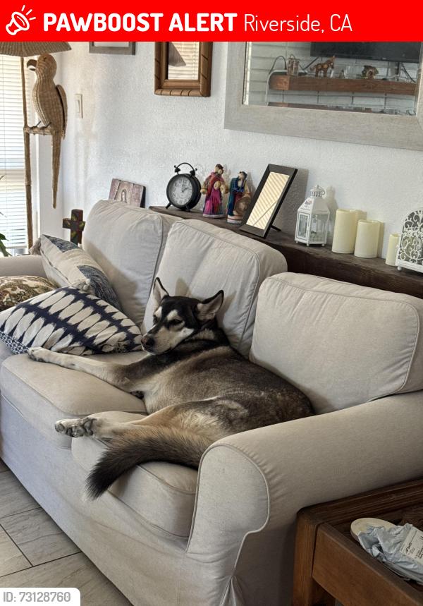 Lost Female Dog last seen Blane and mt Vernon, Riverside, CA 92507