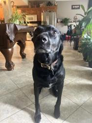 Reunited Male Dog last seen Stark/NE cookingham, Kansas City, MO 64157