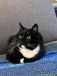 Reunited Male Cat last seen 115th or 120th and 36th, sort of close to Nathan Hale and Jane Addams, Seattle, WA 98125