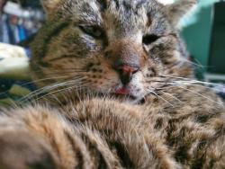 Lost Male Cat last seen N/a, Frazee, MN 56544