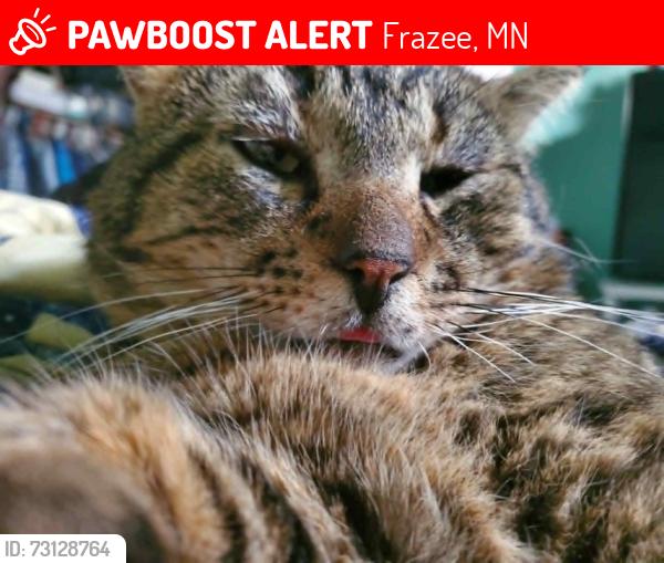 Lost Male Cat last seen N/a, Frazee, MN 56544