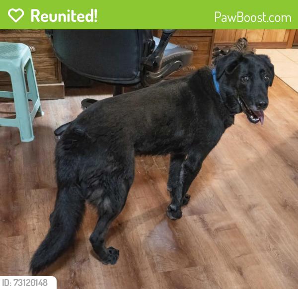 Reunited Male Dog last seen Washinton and Manhatten St., Riverside, CA 92504