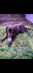 Reunited Male Dog last seen N/A, La Joya, TX 78560