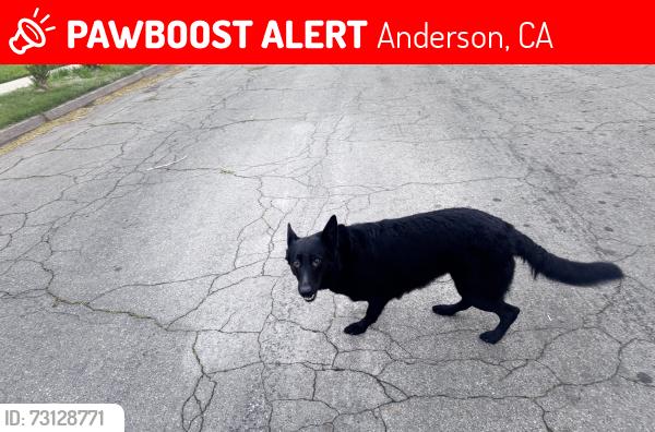 Lost Female Dog last seen Daisy st, Anderson, CA 96007