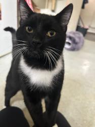 Reunited Male Cat last seen Minting close, Lincolnshire, England LN1 3TD