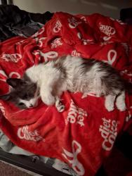 Found/Stray Female Cat last seen Wicks blvd & lewelling blvd, San Leandro, CA 94579