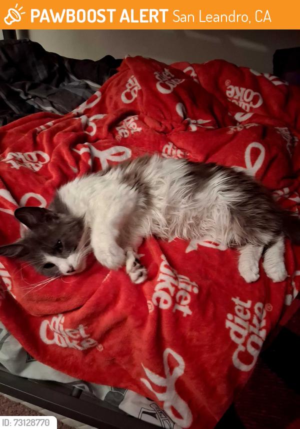 Found/Stray Female Cat last seen Wicks blvd & lewelling blvd, San Leandro, CA 94579