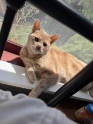 Reunited Male Cat last seen Melita Road, HWY 12, Santa Rosa, CA 95409