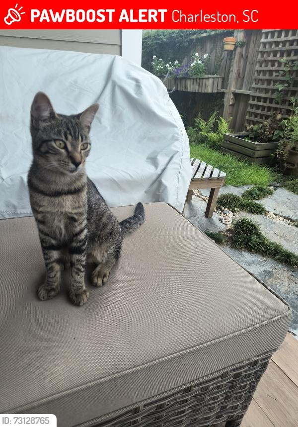 Lost Female Cat last seen Ashley River Rd, Bees Ferry, Charleston, SC 29414
