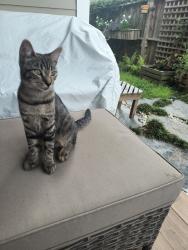 Lost Female Cat last seen Ashley River Rd, Bees Ferry, Charleston, SC 29414