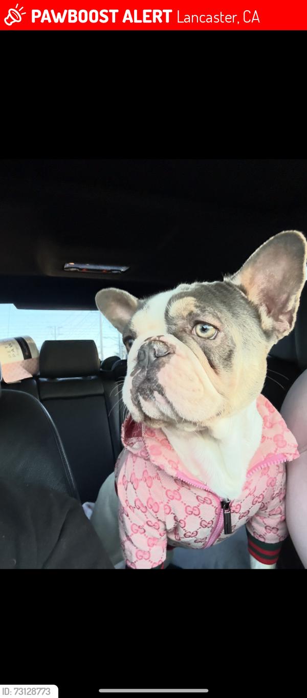 Lost Male Dog last seen Rancho mirageCommunity mobile home, Lancaster, CA 93535