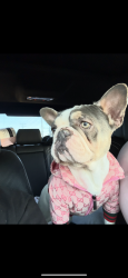Lost Male Dog last seen Rancho mirageCommunity mobile home, Lancaster, CA 93535