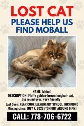 Reunited Male Cat last seen cook rd, Richmond, BC 